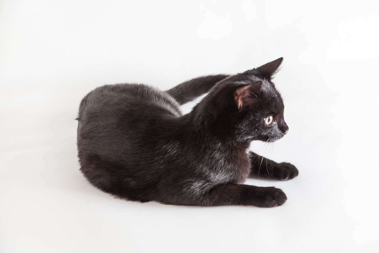 Schwarze Katze fotografieren mit Spiegelreflex-Kamera