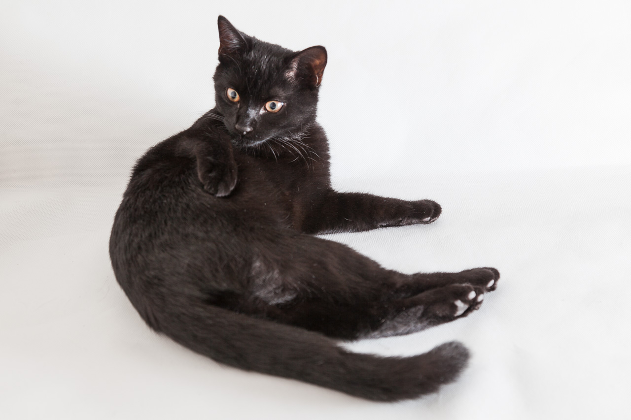 Schwarze Katze fotografieren mit Spiegelreflex-Kamera