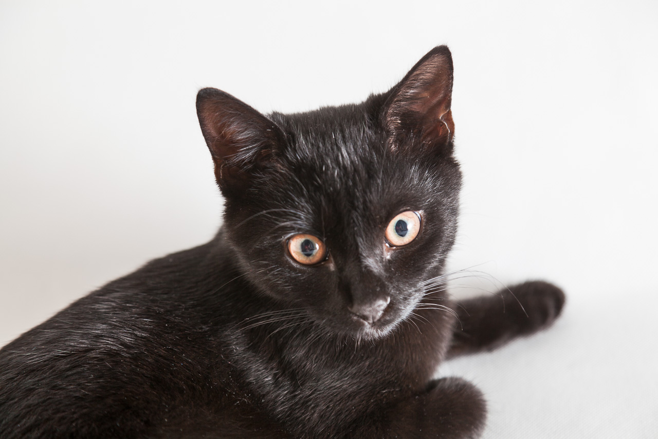 Schwarze Katze fotografieren mit Spiegelreflex-Kamera