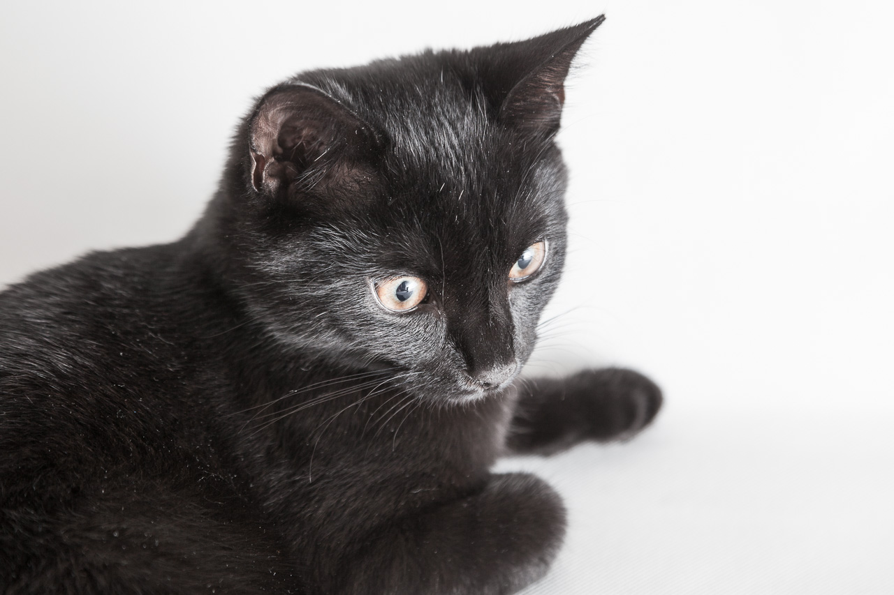 Schwarze Katze fotografieren mit Spiegelreflex-Kamera