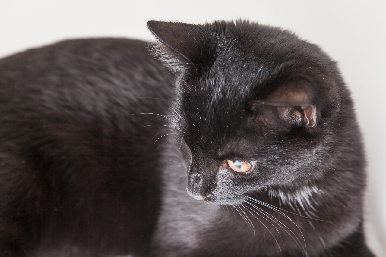 Schwarze Katze fotografieren mit Spiegelreflex-Kamera