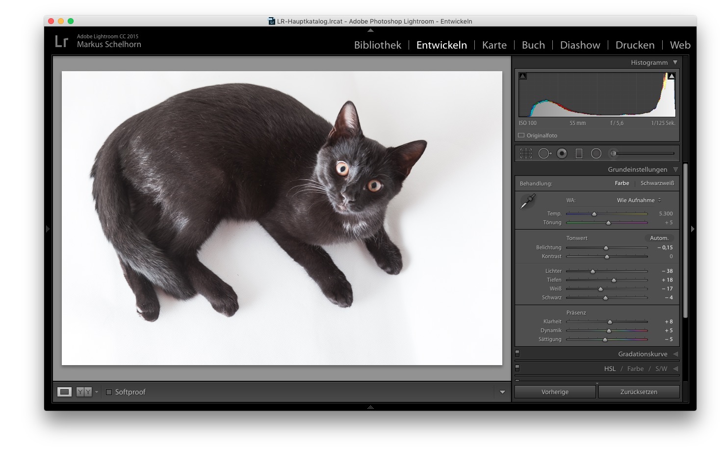 Eine schwarze Katze fotografieren ist gar nicht so schwer. So geht es einfach und günstig.