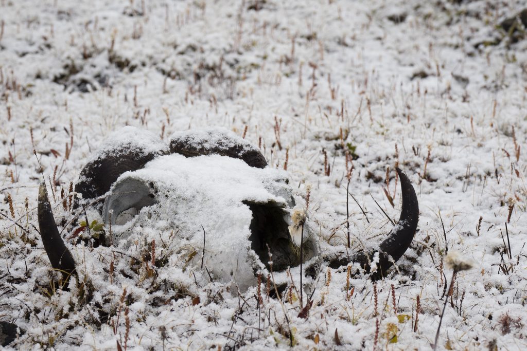 NORTH – Raue Schönheit © Andreas Geh