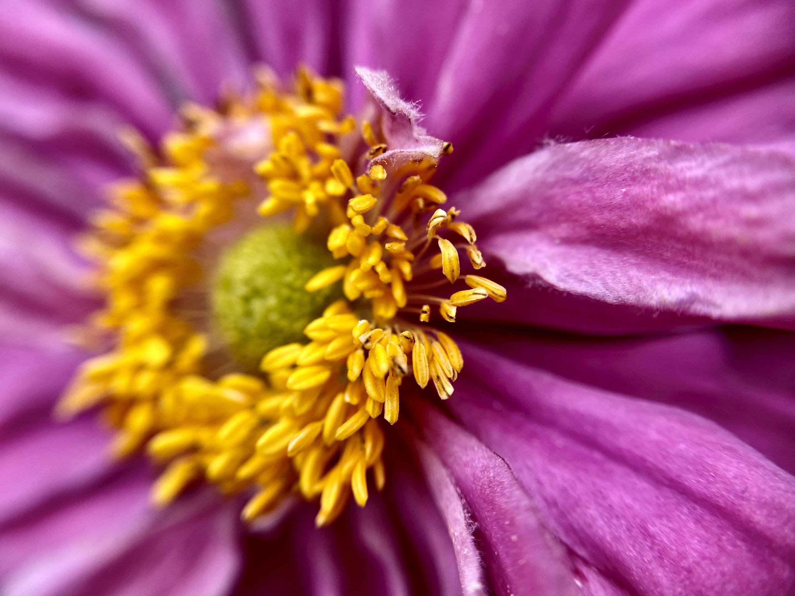 c‘t Fotografie-Wettbewerb: Flower Power