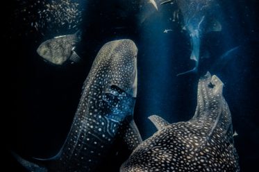 Siegerfoto 2022 Wettbewerb für Unterwasserfotos