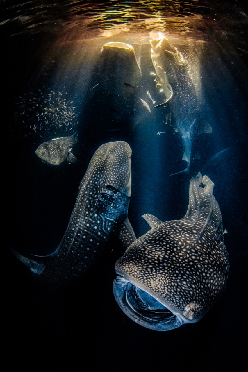 Siegerfoto 2022 Wettbewerb für Unterwasserfotos