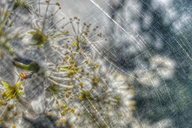 Abstrakte Frühlingsblumen im Stil des Pictorialismus