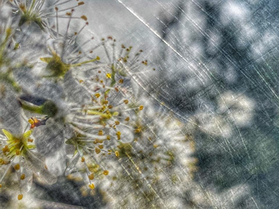 Abstrakte Frühlingsblumen im Stil des Pictorialismus